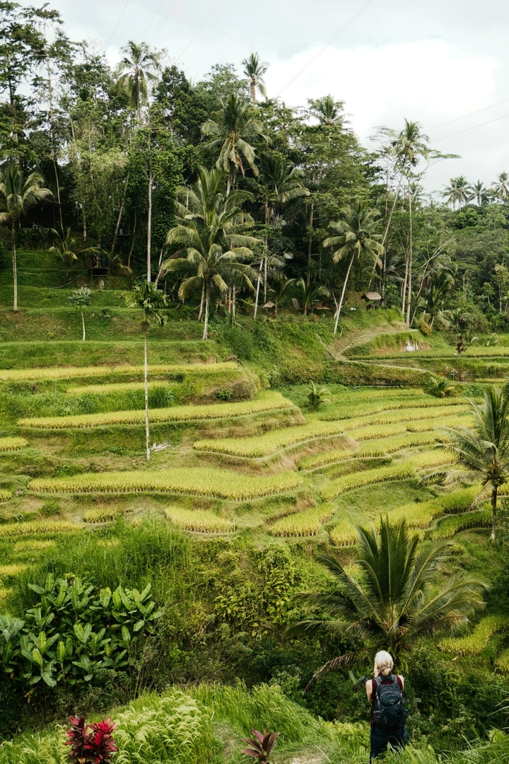 Rice Terrace.webp