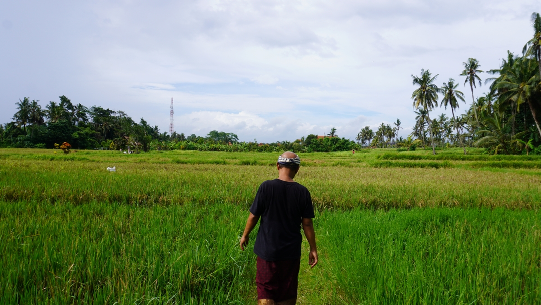 rice paddies.webp