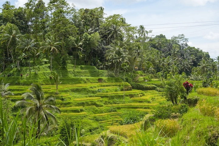 Tegalalang Rice Terrace.jpg