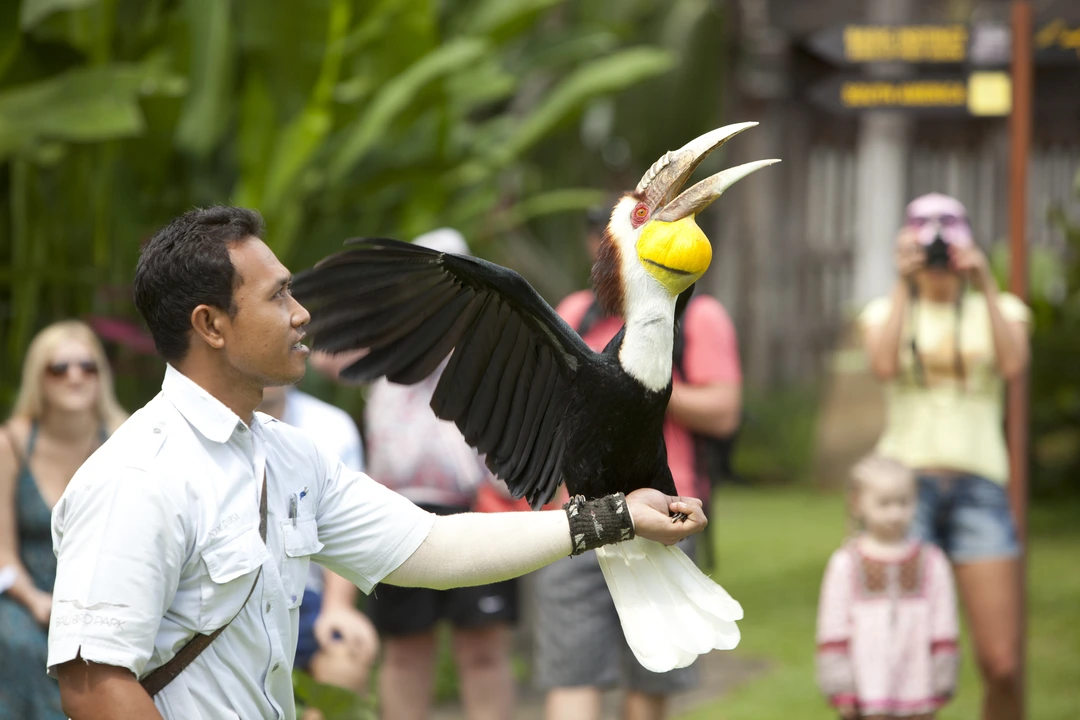 Bali Rain Forest.webp