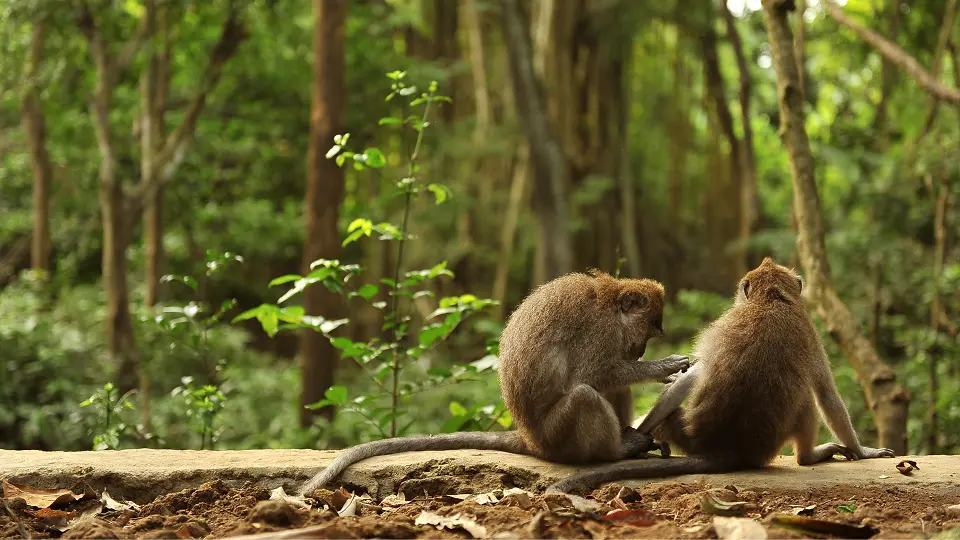 Monkeyforest3_edit.png