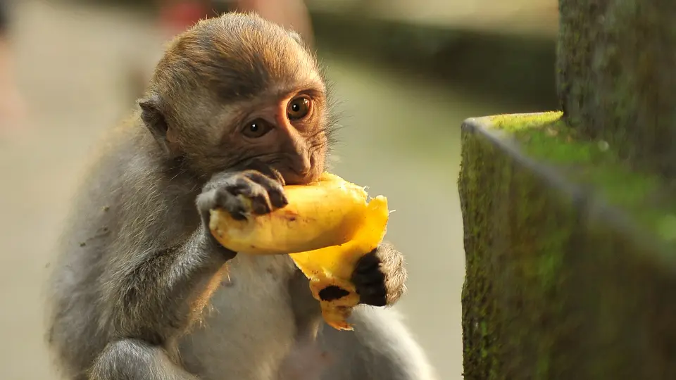 MonkeyForest2_edit.png