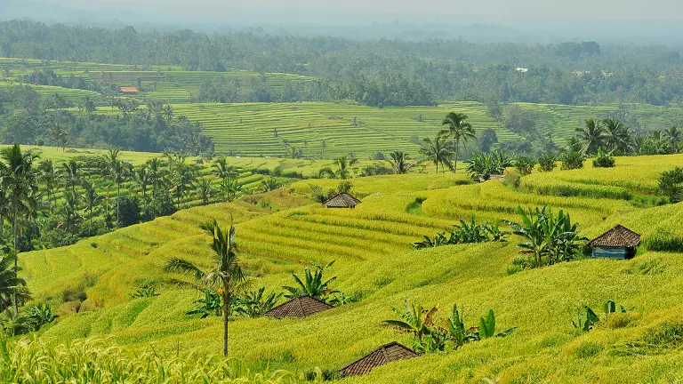 Jatluwih3_edit.webp