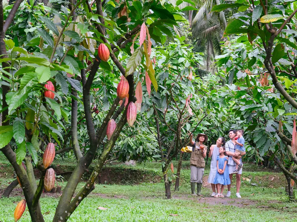 Cacao farm visit during electric vehicle tour in Bali