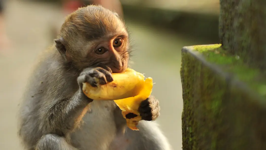 MonkeyForest2_edit.png