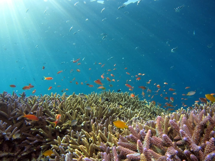 snorkeling 2.jpg