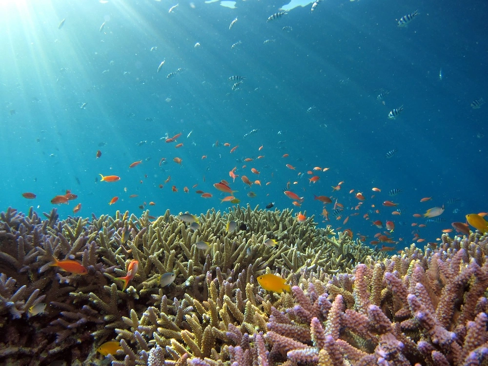 snorkeling 2.jpg